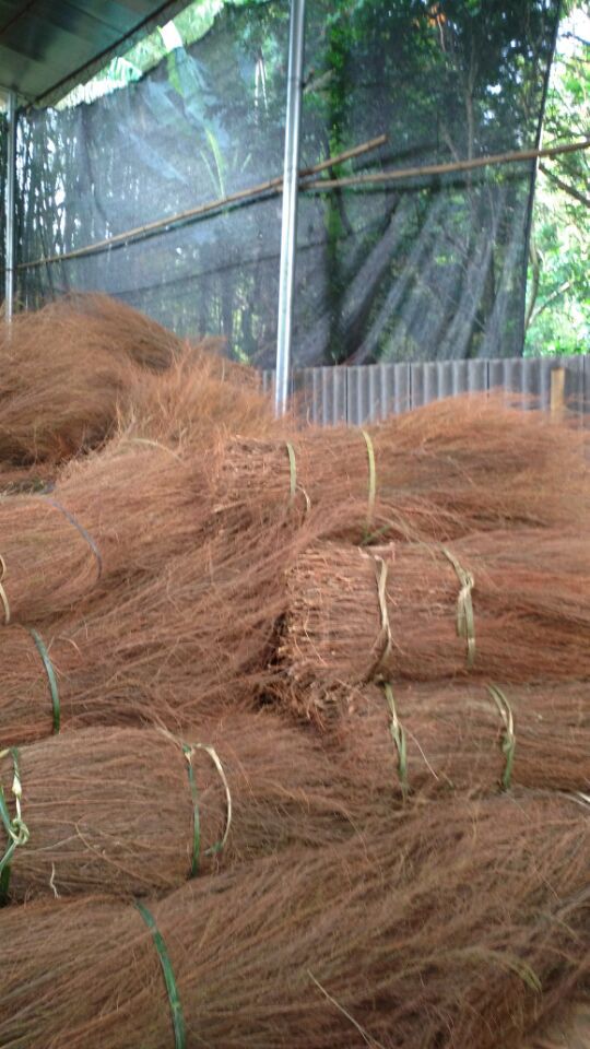 扫把枝 大量供应