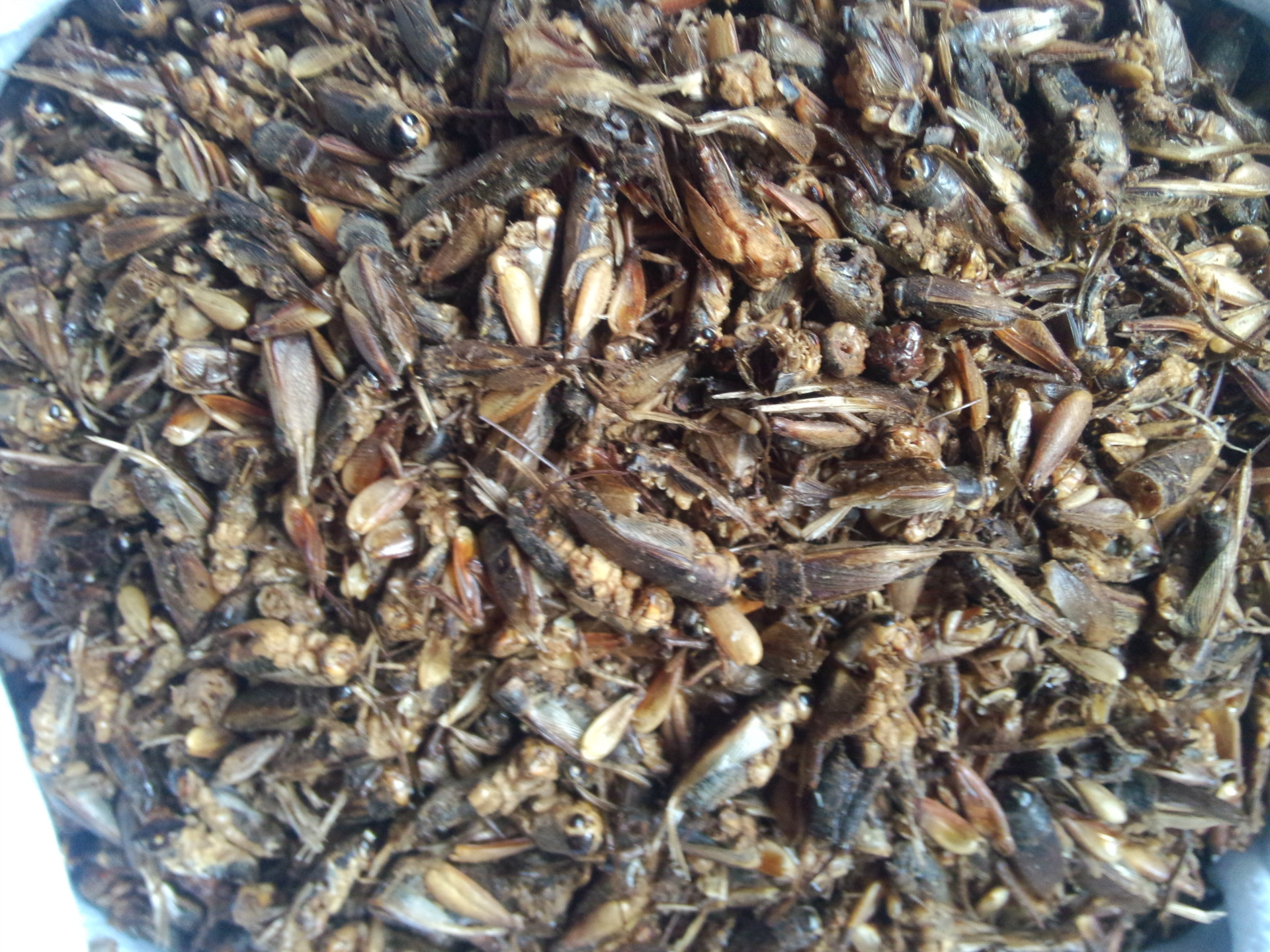 批发供应干净无杂动物类中药材 蟋蟀 大将军 可打粉