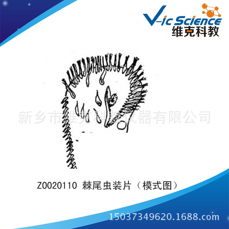棘尾虫装片(模式图) 生物切片 动物类 原生动物门 显微镜专用