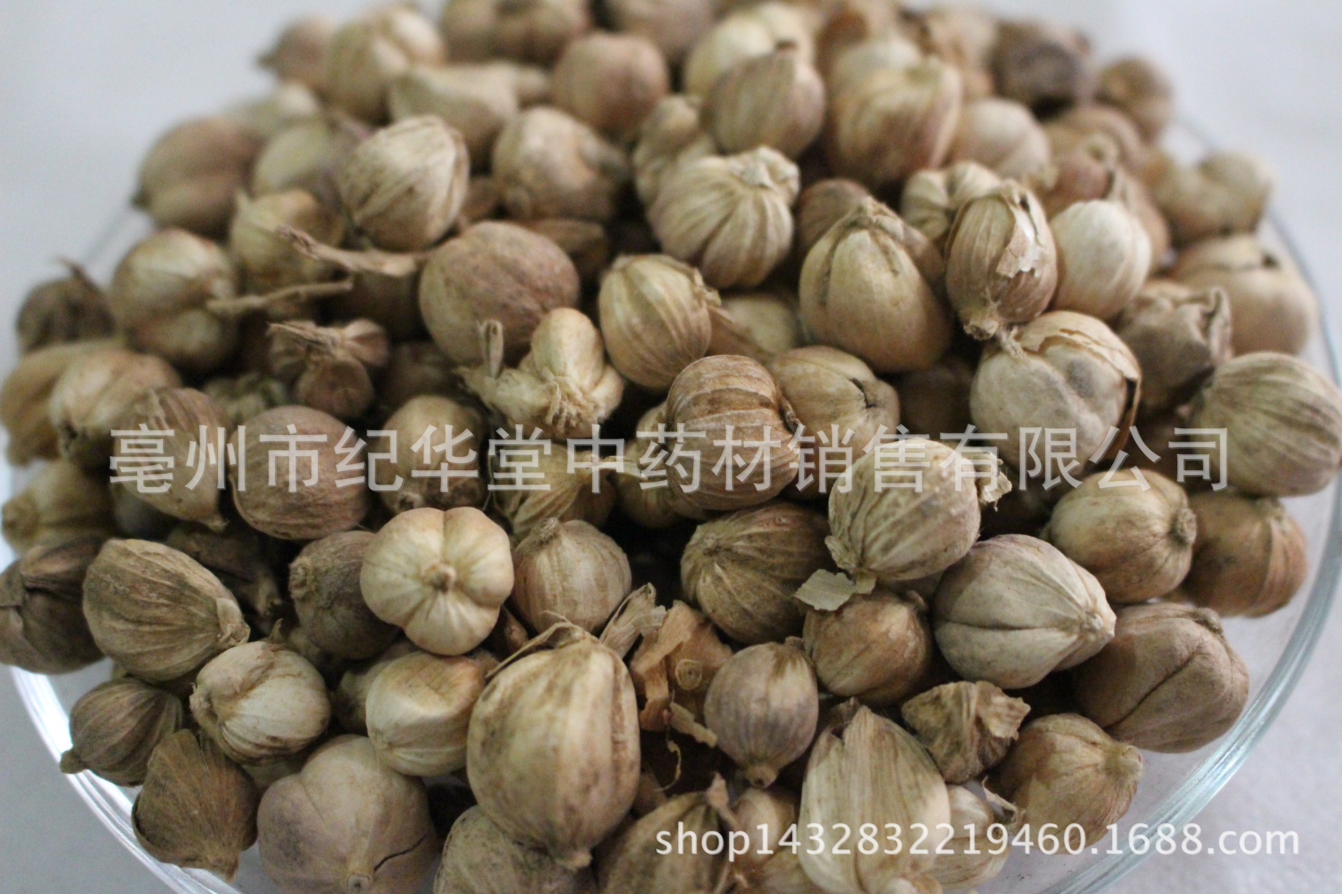 批发中药材 白豆蔻 白蔻 白豆蔻粉 中药材白豆蔻 散装白豆蔻