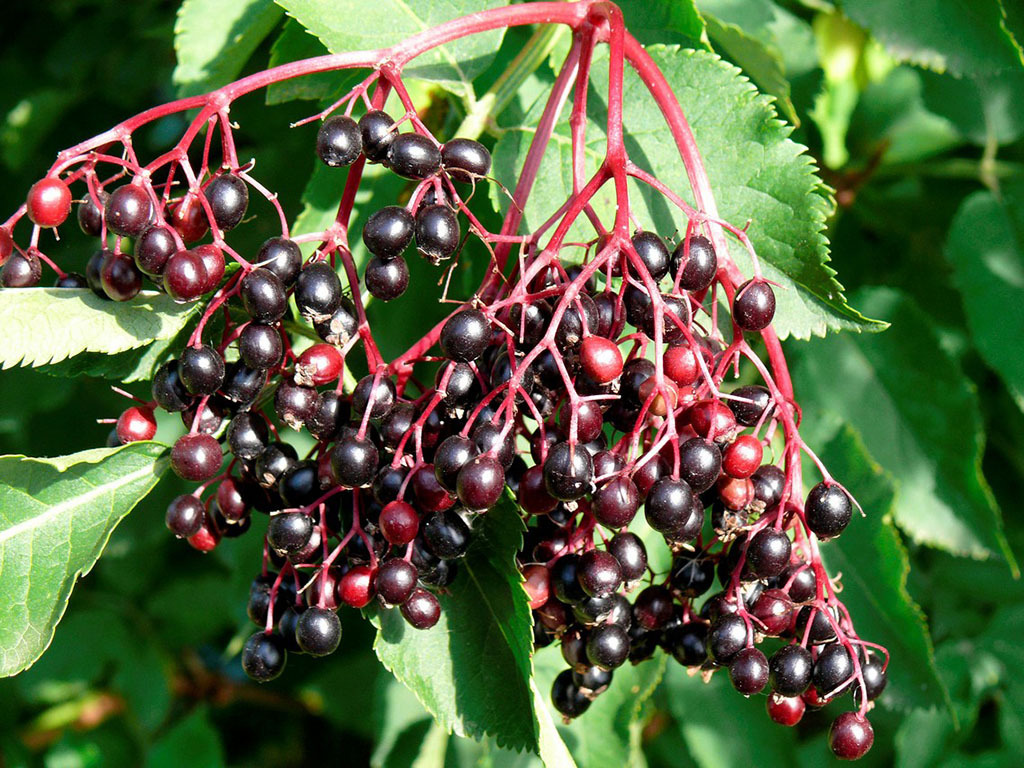 接骨木提取物10:1 20:1 30:1