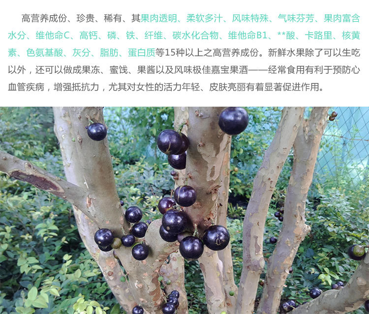 嘉宝果树苗 树葡萄果树苗 台湾品种庭院果树苗盆栽地栽包邮批发