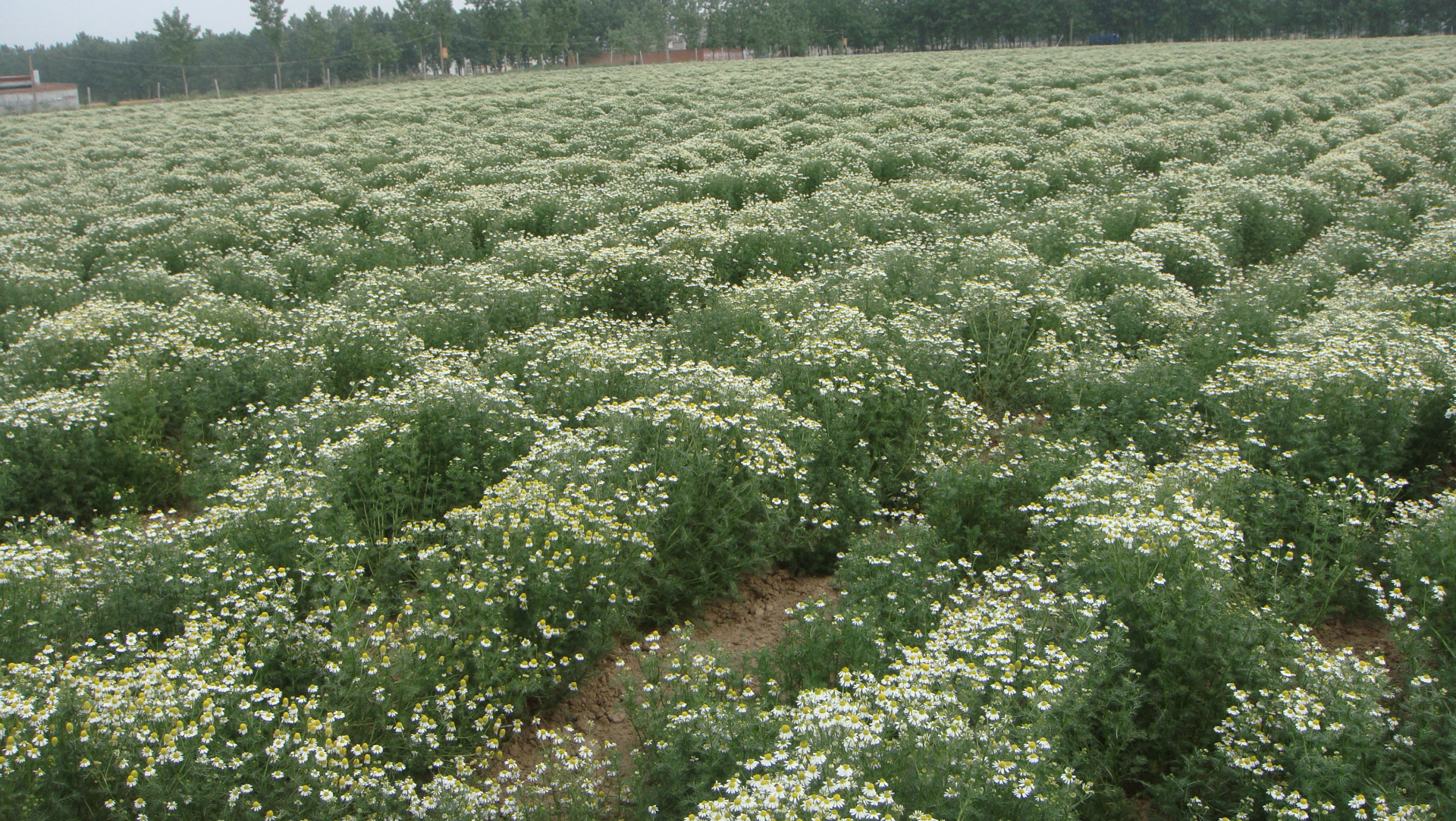德国洋甘菊种植基地