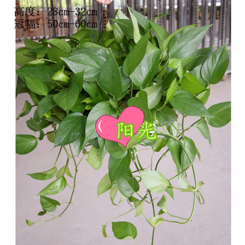360#长藤绿萝