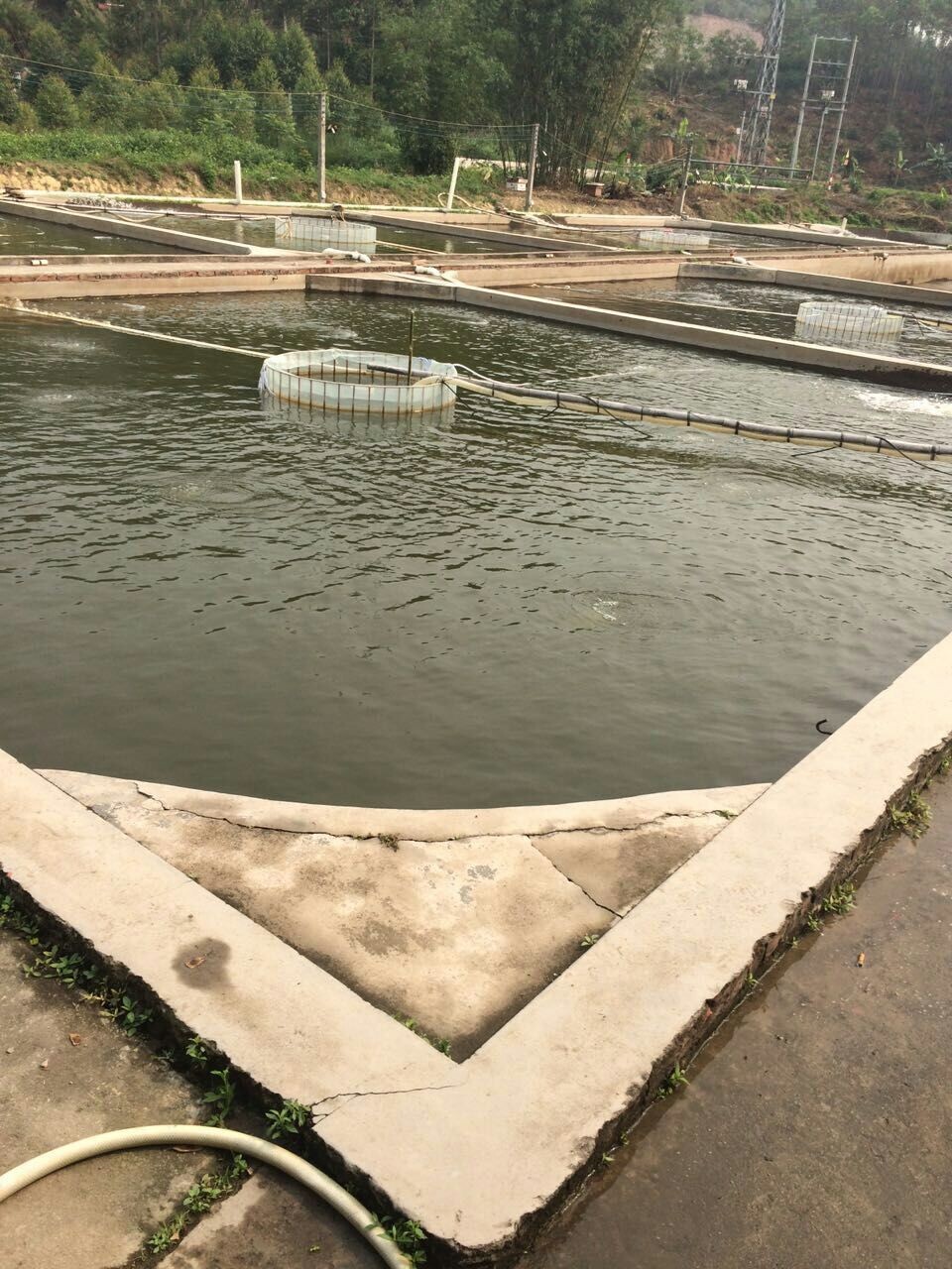 【供应良种桂花鱼苗(鳜鱼)】价格,批发,供应商厂家 - 江门市收鱼佬