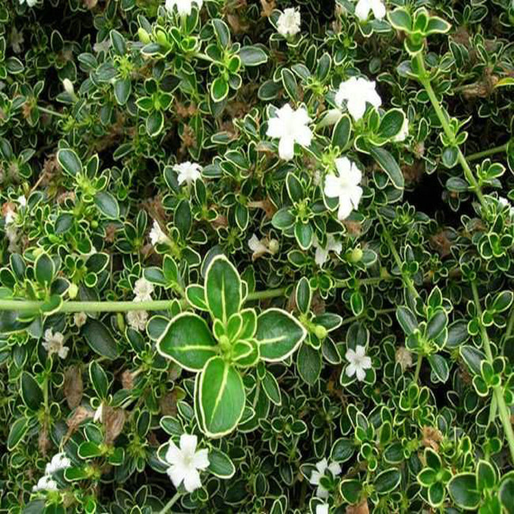 碎叶冬青盆景六月雪 办公室植物满天星绿植盆栽白马骨净化空气批