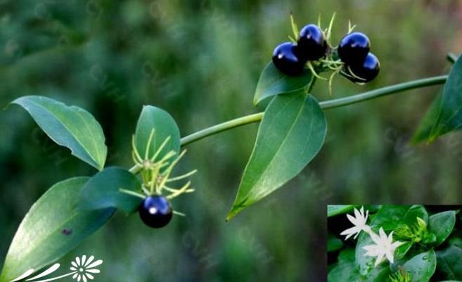 扭肚藤提取物101浓缩萃取