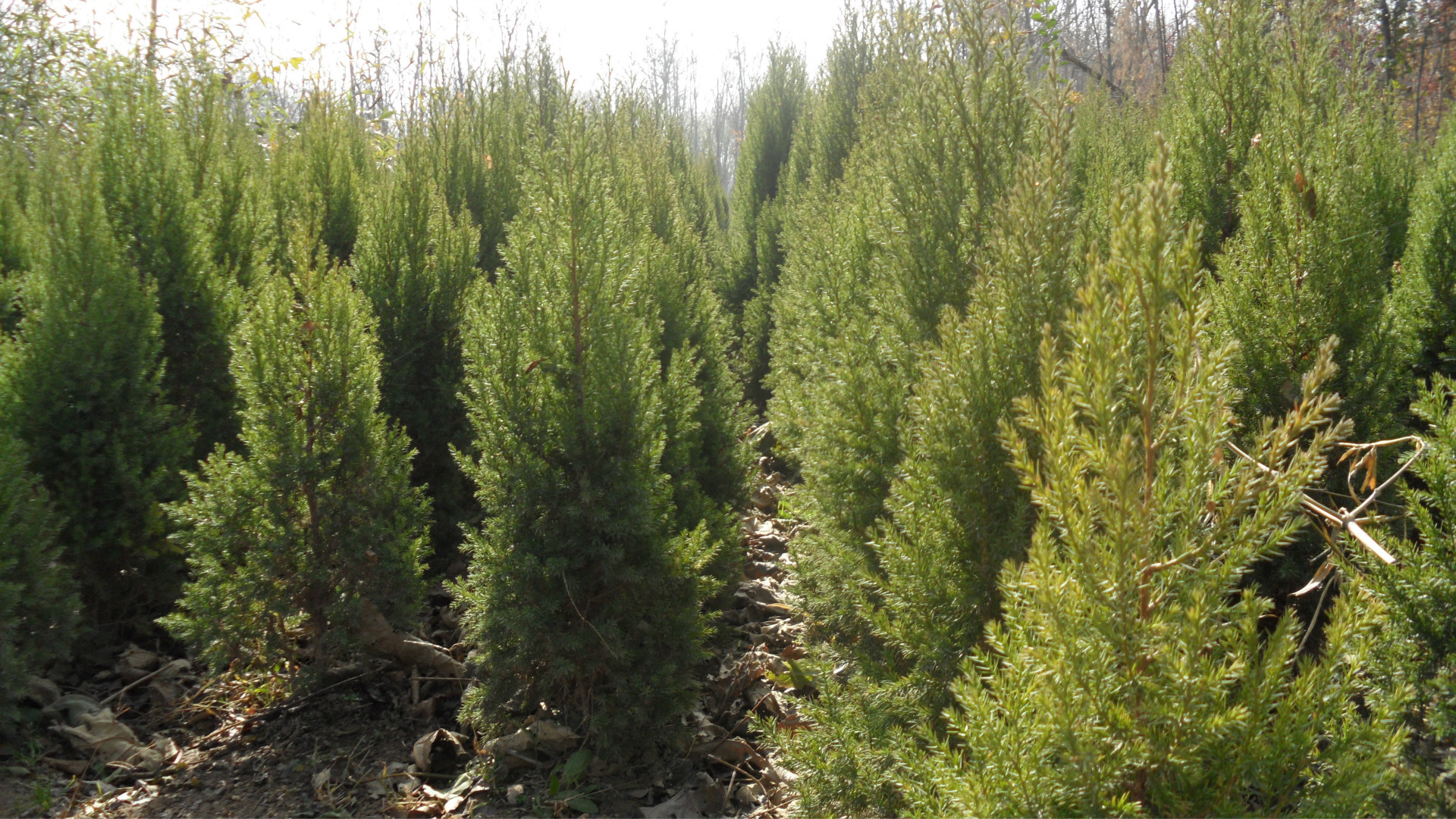 低价销售河南桧柏河南桧刺柏