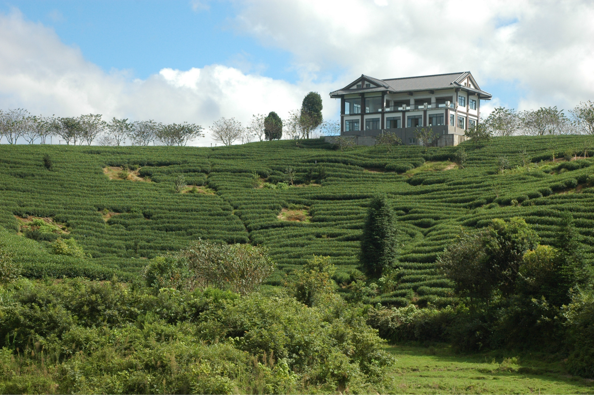 大陆阿里山,樱花园