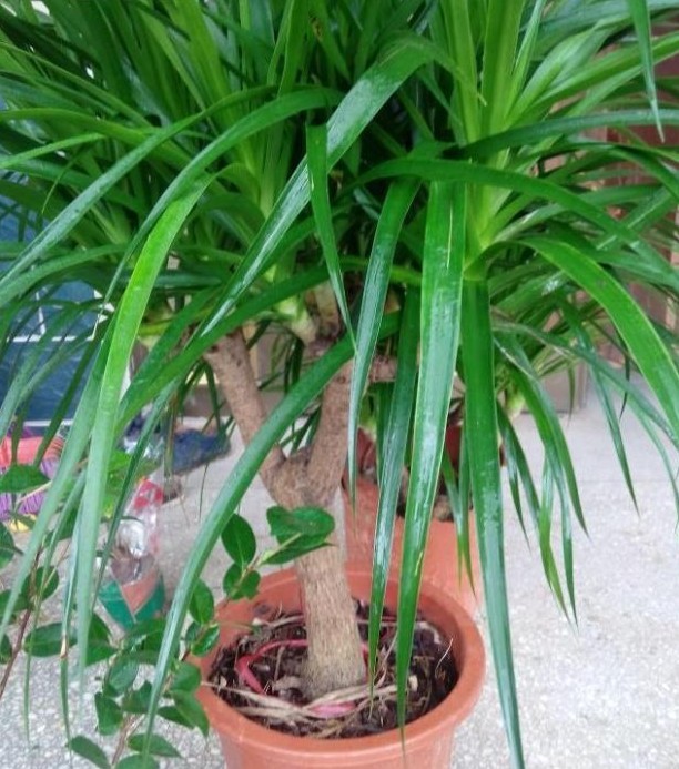 龙须兰树 龙铁树 多头龙血树 室内客厅大型盆栽 绿植净化空气批发