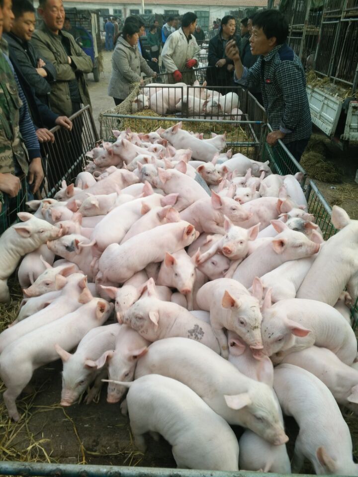 仔猪仔猪热销中仔猪保证品种纯正量大优惠