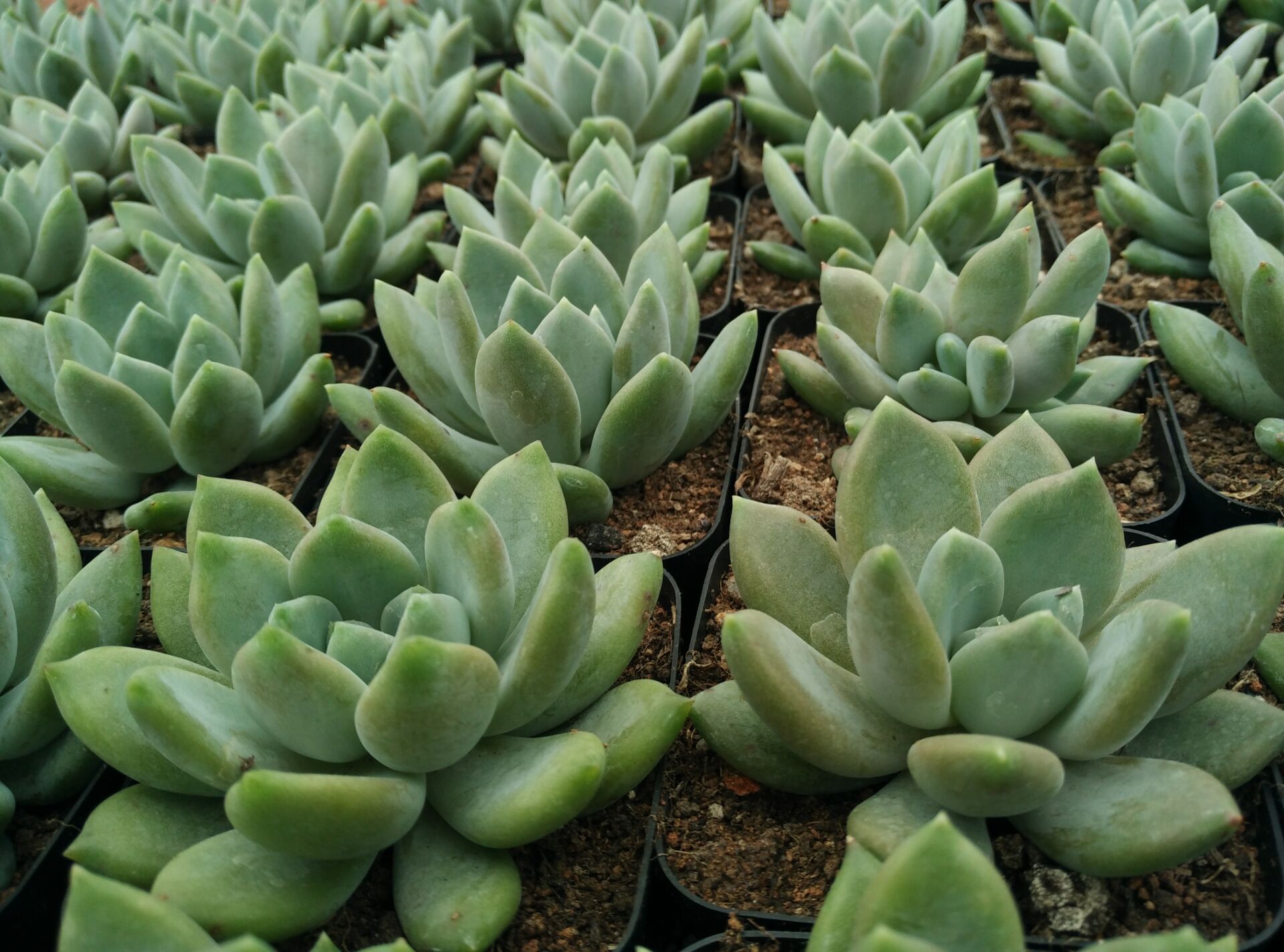 漳州多肉植物批发塔洛克34cm