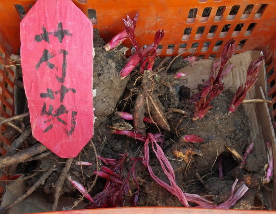 批发芍药苗种球芍药牡丹苗牡丹观赏花卉苗盆花