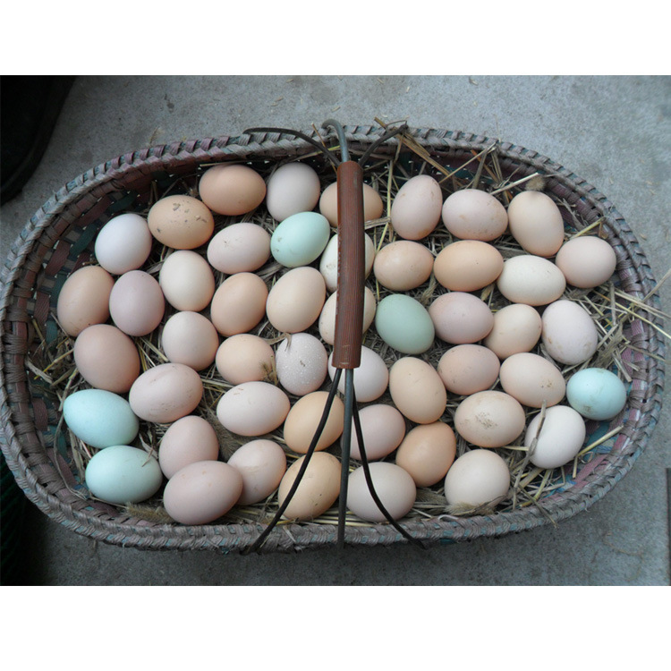 大量供应当天新鲜土鸡蛋 柏枝湖农家五谷喂养草鸡蛋 放养散养鸡蛋 - 