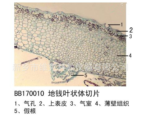 地钱叶状体切片 生物切片 植物类 苔癣类 显微镜用