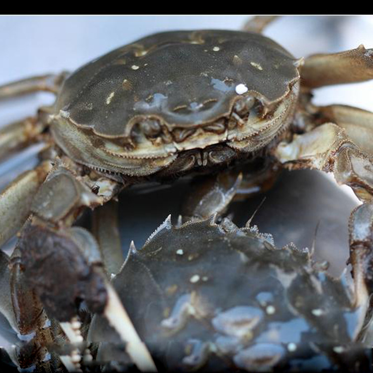 海鲜水产批发 螃蟹 大闸蟹 母蟹 1.3-1.5两 各种规格均可组合礼包