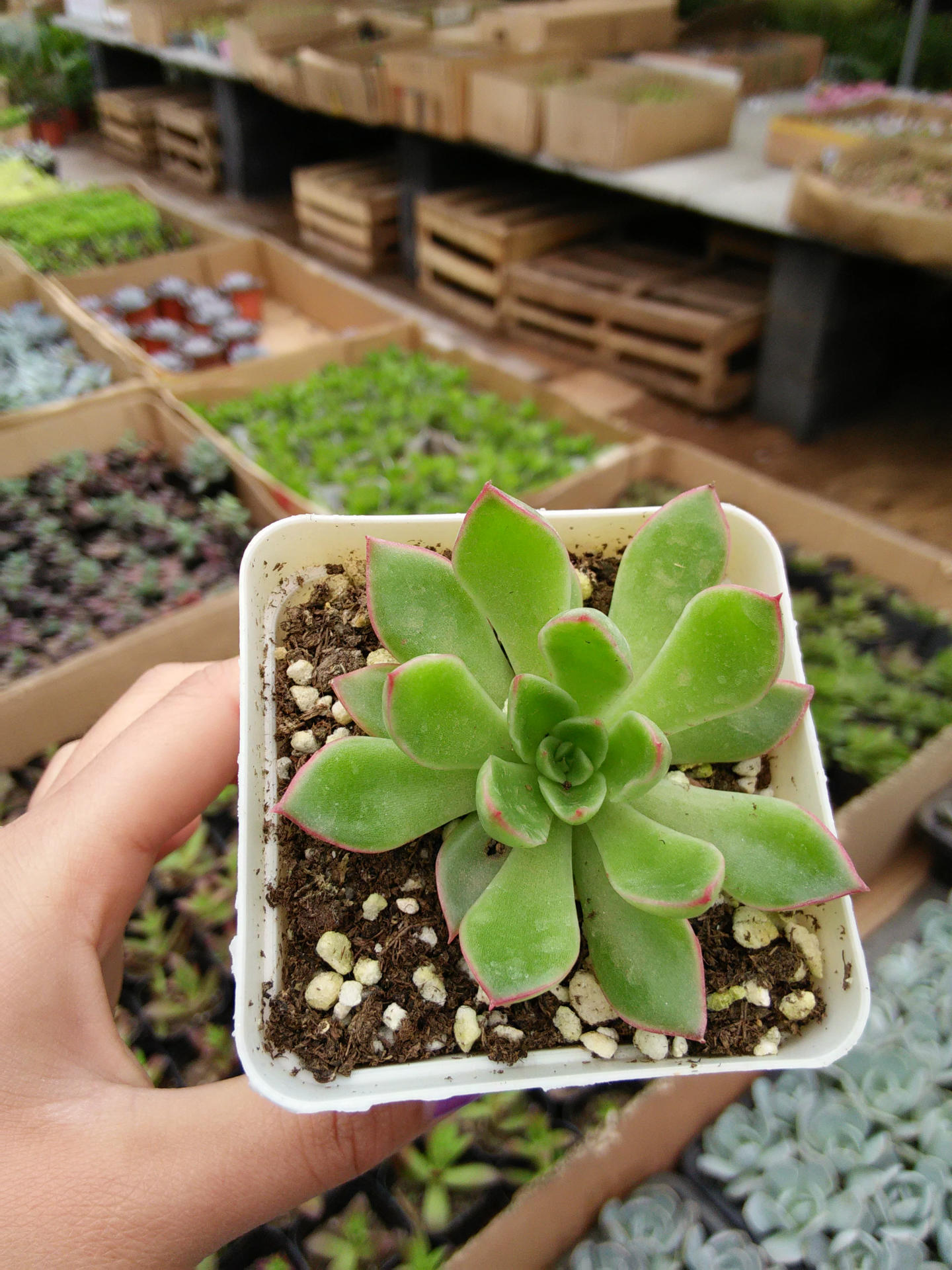 天剑座 批发进口多肉植物 防辐射 办公家居室内小盆栽 直径5-6cm