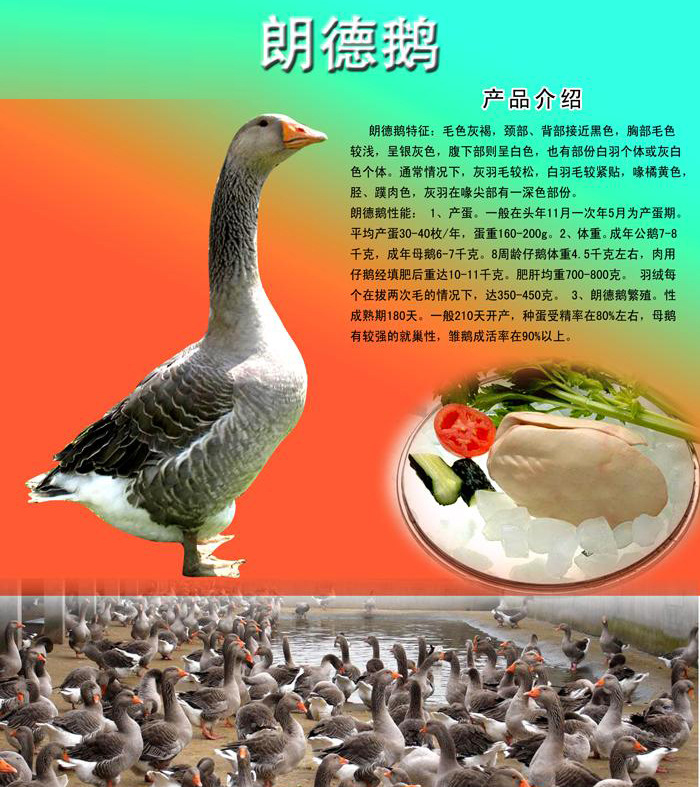 鹅蛋 商品鹅蛋 鹅种蛋 鹅珠蛋 凤凰蛋 鸭蛋