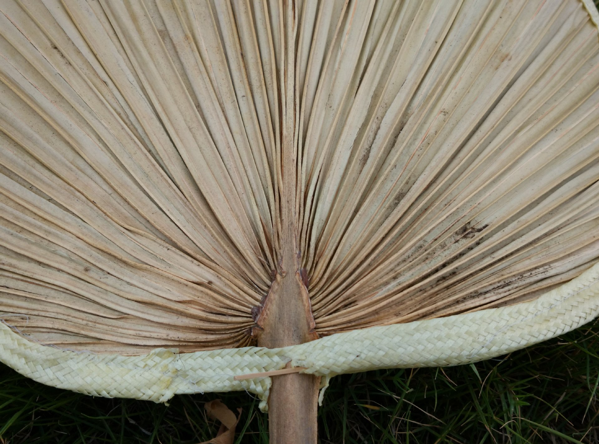 厂家直批芭蕉蒲扇大号环保扇原生态手工芭蕉叶葵扇纳凉扇子