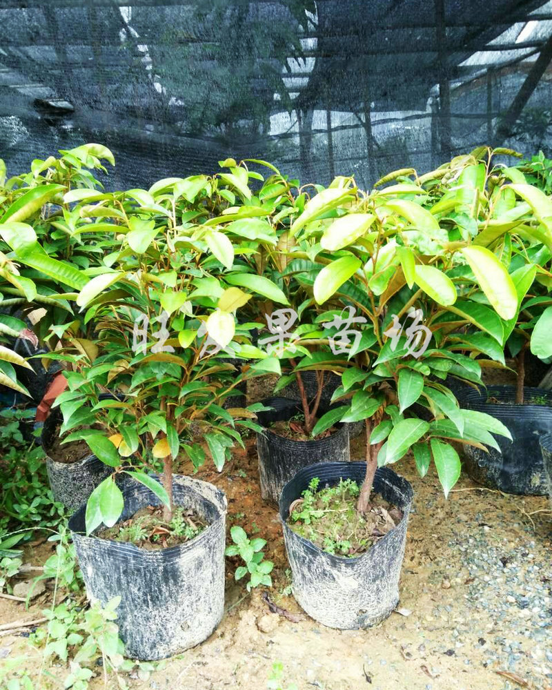 批发销售牛奶果苗 优良新品种名贵牛奶果苗盆栽果树苗品种纯正