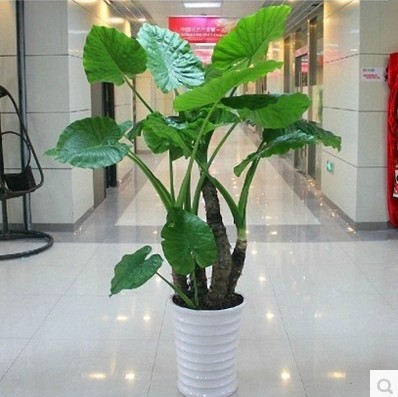 滴水观音绿色观叶植物办公室客厅大型绿植盆栽花卉净化空气海芋.