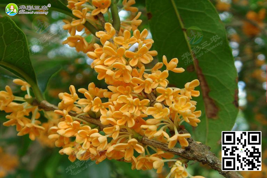 生长快,树型好,花期长达半年,花量大,花色黄色中见红色,橙黄月月桂是
