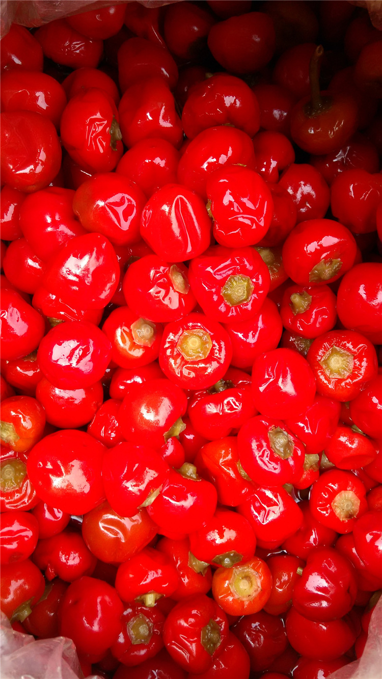 四川特产泡朝天椒新鲜泡椒墨鱼仔专用30kg圆泡椒泡红椒泡菜批发