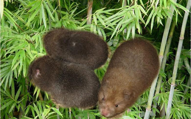 专食甜竹的银星竹狸