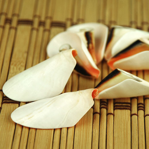 孔雀螺尾口切片 创意时尚 海螺贝壳 水族鱼缸装饰墙贴4cm家居装饰