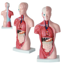 津堰生产高端医用人体半身躯干解剖模型教学培训内脏器官28CM15件