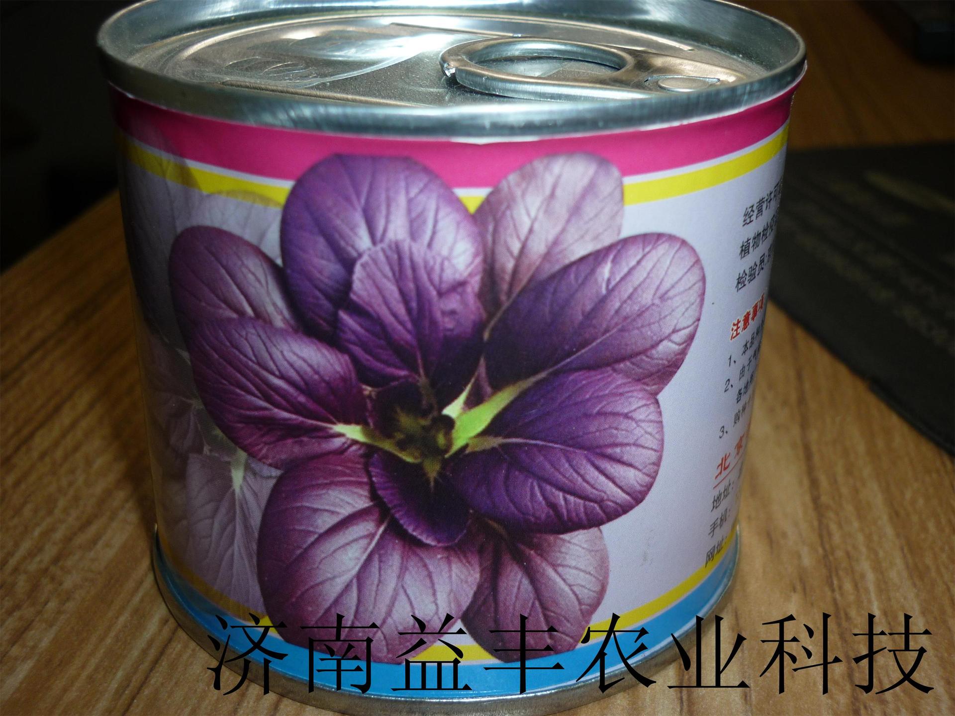 紫油菜种子 彩色蔬菜种子批发
