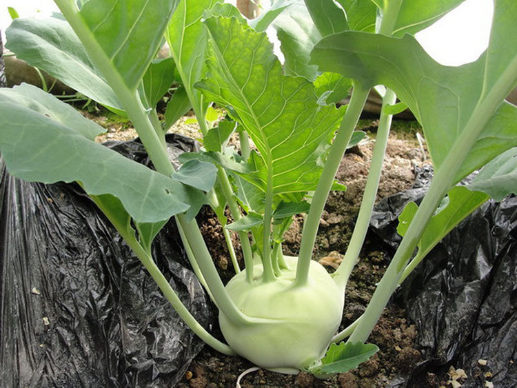 蔬菜种籽腌咸菜芥菜 球茎甘蓝苤蓝 天津神农青苤兰种子种苗秋季种