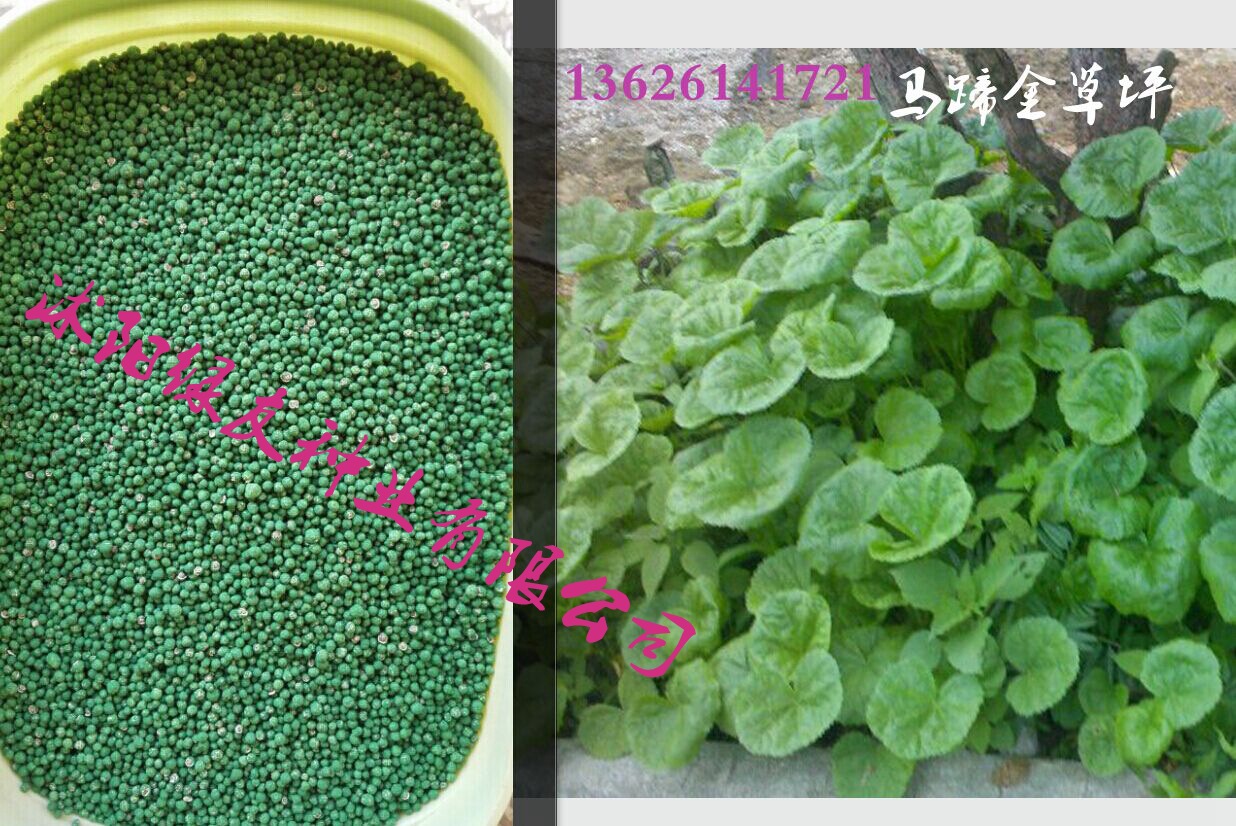 批发马蹄金种子马蹄金铜钱草亚热带草坪精品
