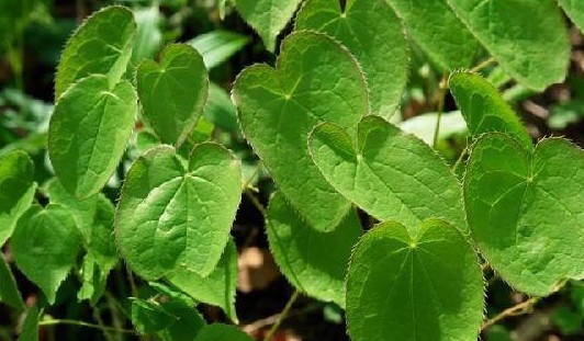 洋火叶提取物 淫羊藿提取物 20:1热销