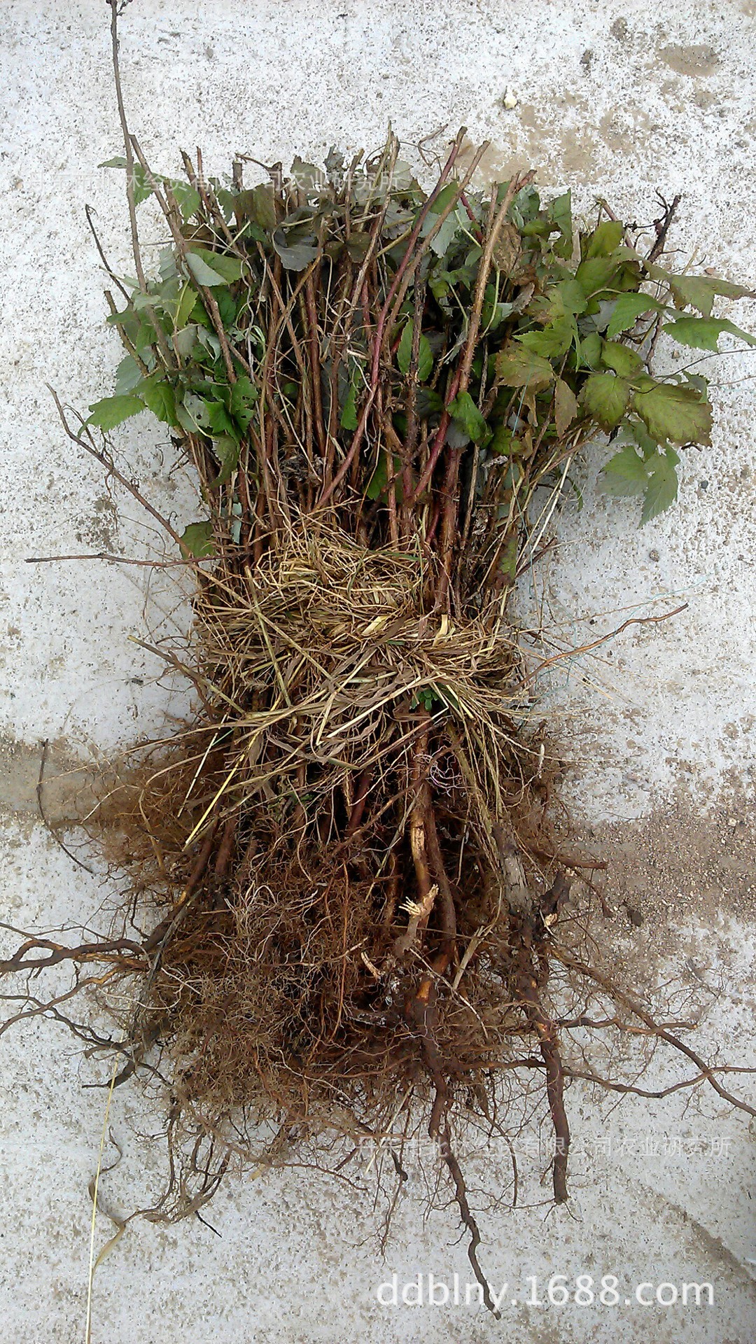 【丹东北林】成活率高双季红树莓苗 覆盆子苗 秋福品种 自然.