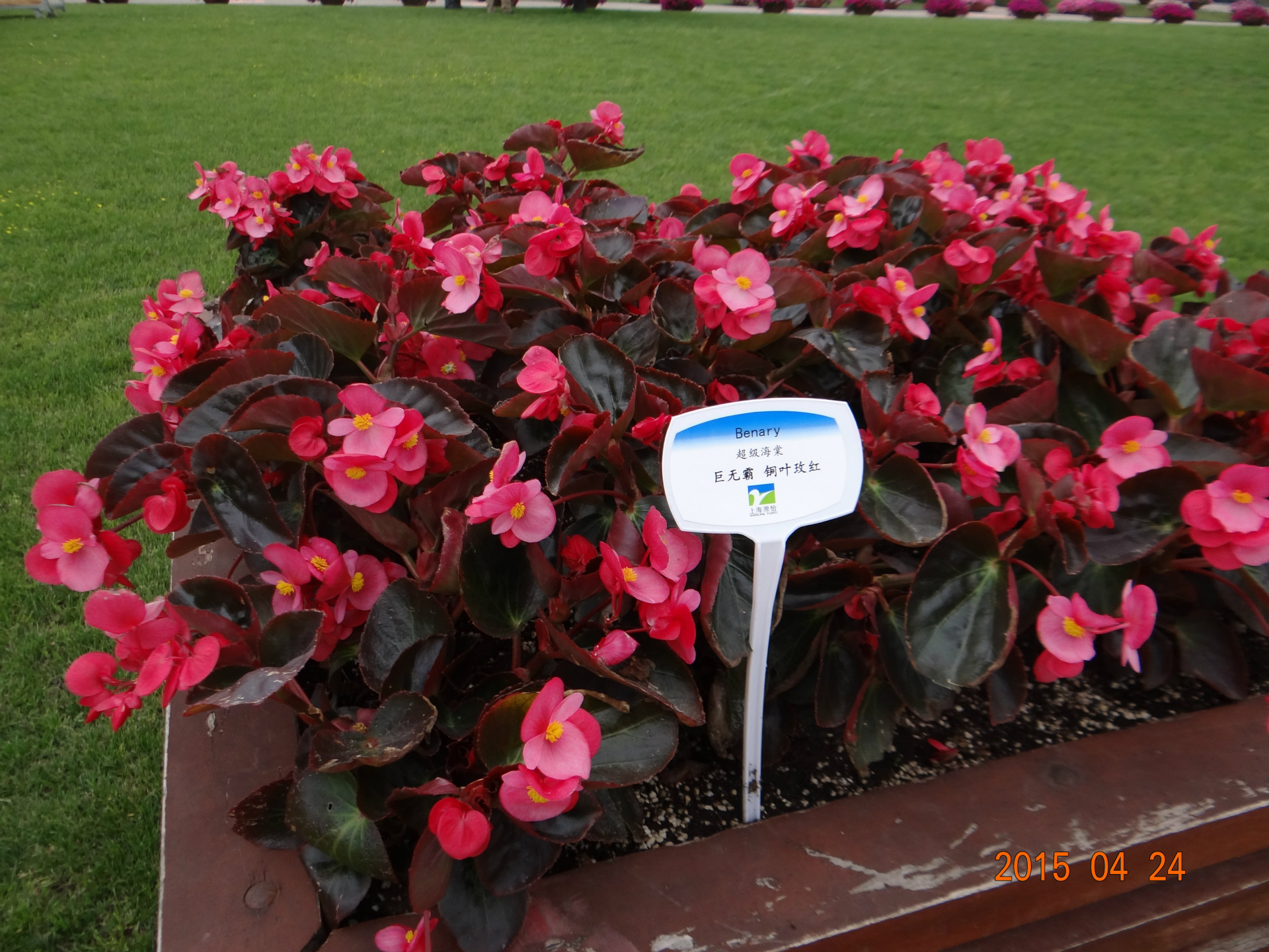 基地直销 德国进口比哥海棠 花期早 适应多种气候 耐热性强