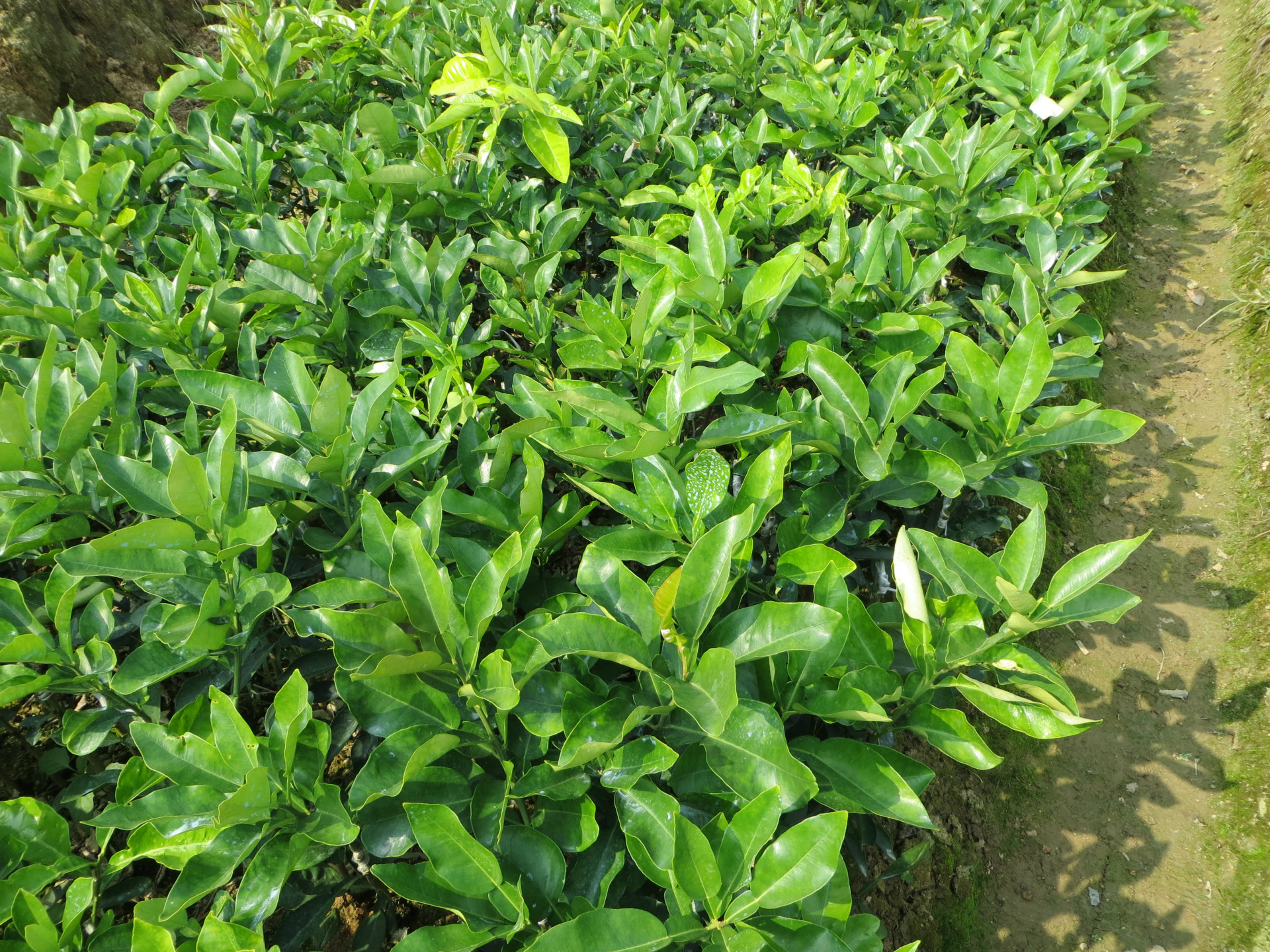 出售新品种【黄金蜜柚苗】广西柚子苗批发-水果种子,种苗