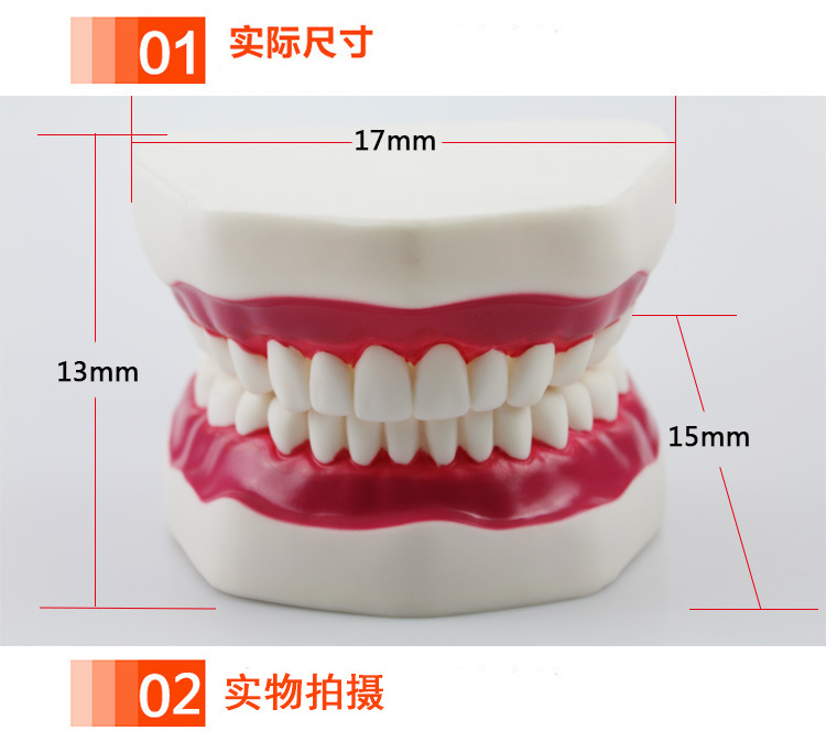 全口假牙模型 口腔教学牙齿模型口腔护理保健牙齿模型 幼儿园教具