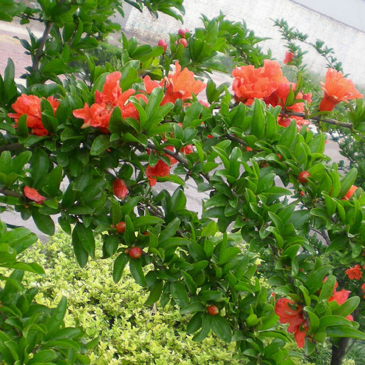 批发观赏花卉 牡丹花石榴树苗 地栽庭院绿化 花期长 观赏花卉