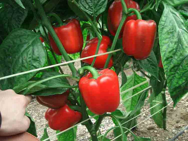 进口五彩甜椒种子 红彩椒菜椒 辣椒 方椒 红威尔甜椒种籽蔬菜种子