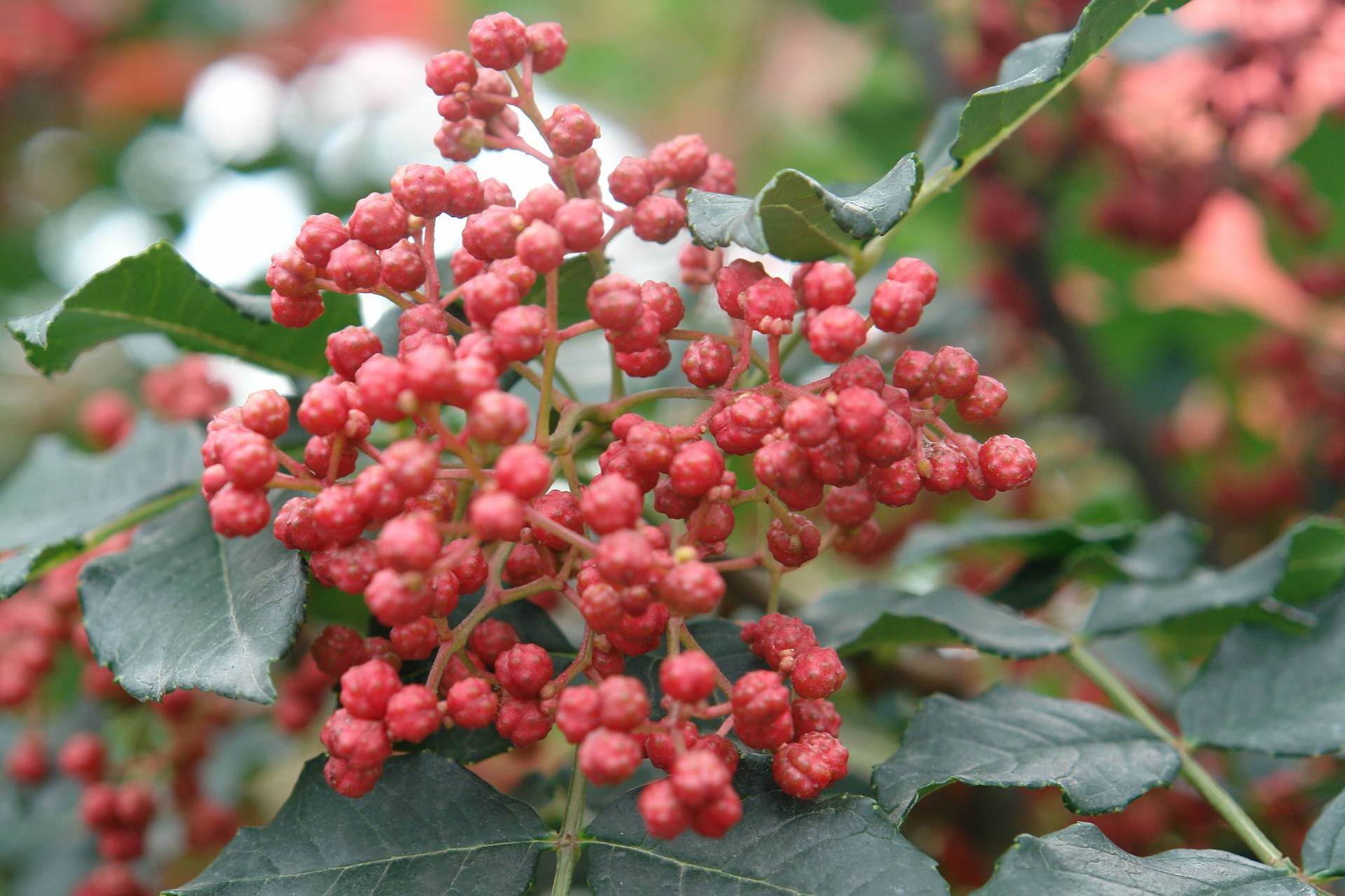 韩城供应大红袍花椒