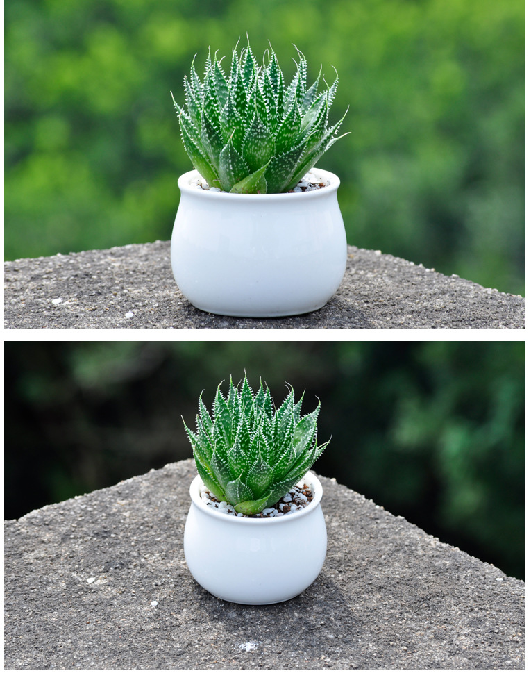 多肉植物批发波路 多肉 多肉植物 肉肉植物批发 花卉