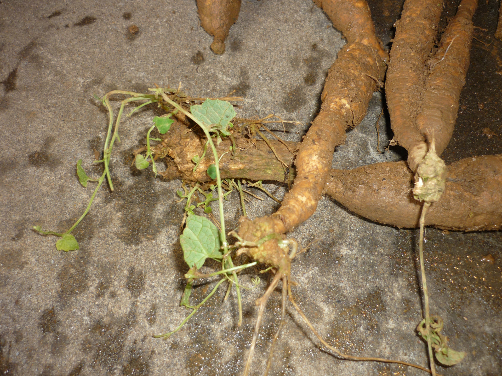 正宗福建红参果火蜜果红香果红参果苗厂家批发