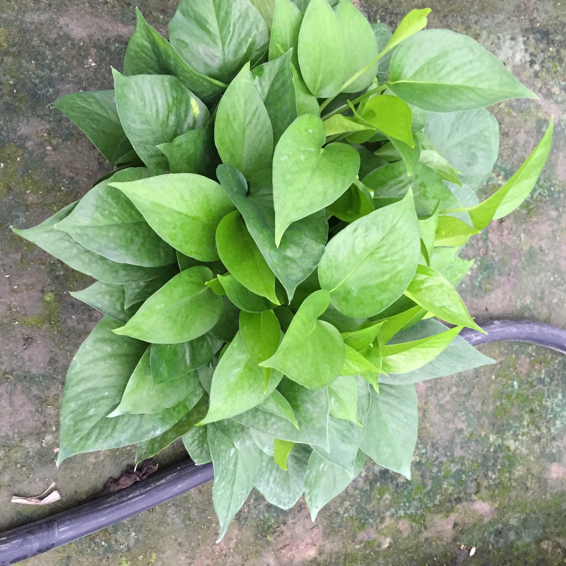 青叶绿萝盆景 办公室中小型绿色花草植物花卉盆栽批发