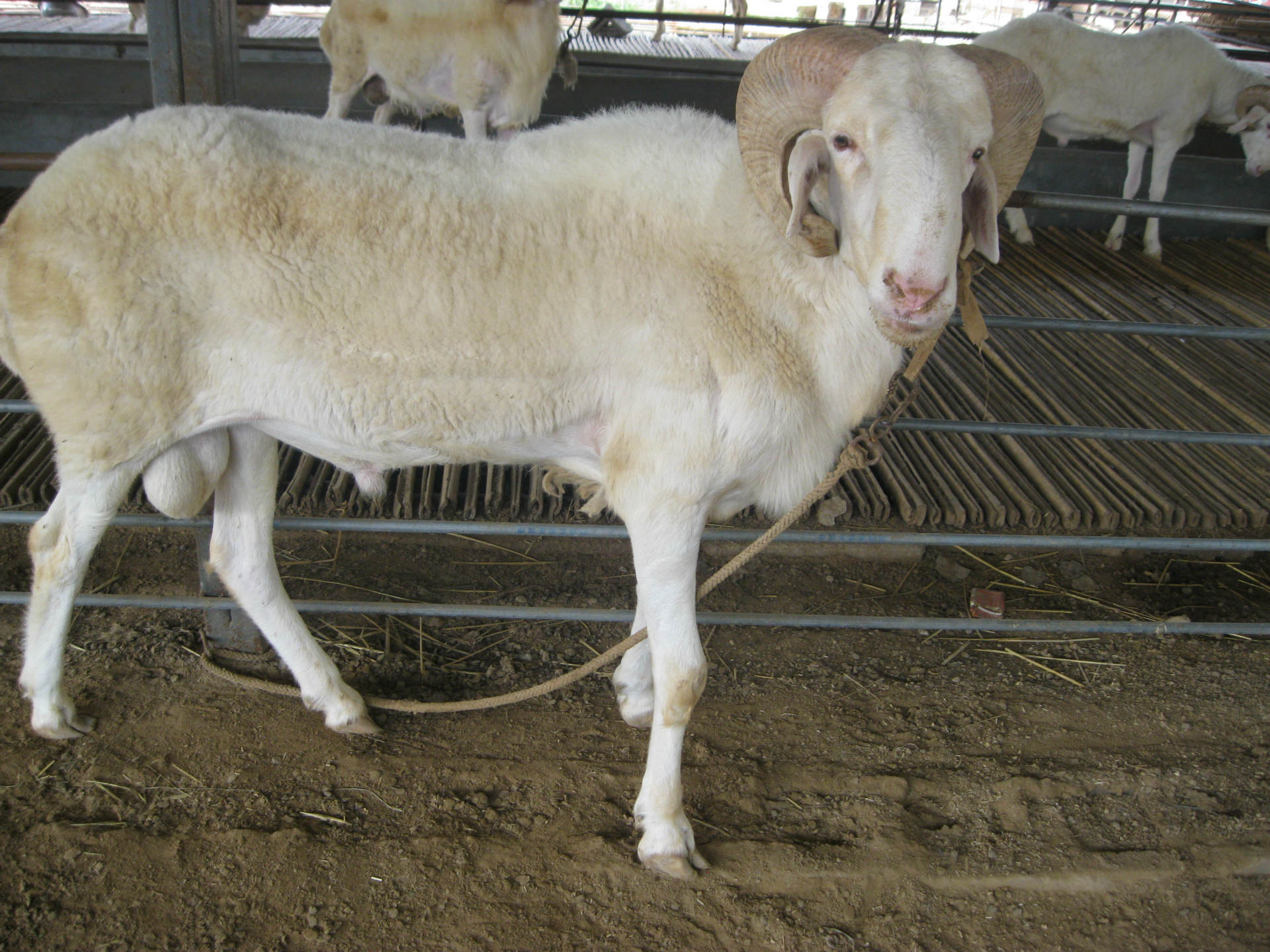 杜泊绵羊新价格 杜泊绵羊育肥价格 杜泊羊小的多少斤