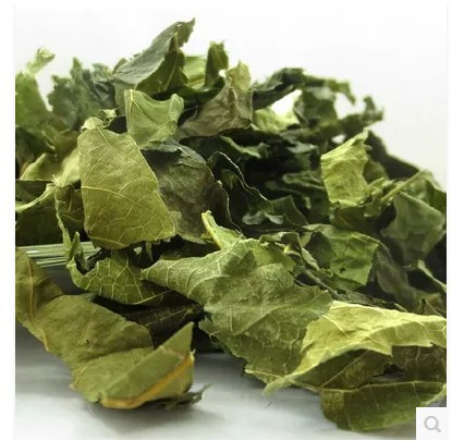 中药材桑叶植物青桑叶桑叶批发桑叶粉