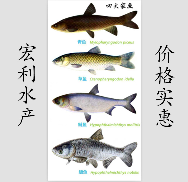 【火热销售】水产养殖四大家鱼 鳙鱼苗 草鱼苗 鲢鱼苗 青鱼苗批发