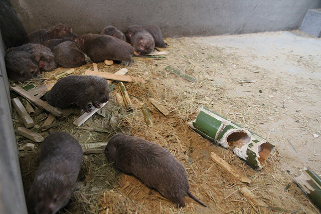 专食甜竹的银星竹狸