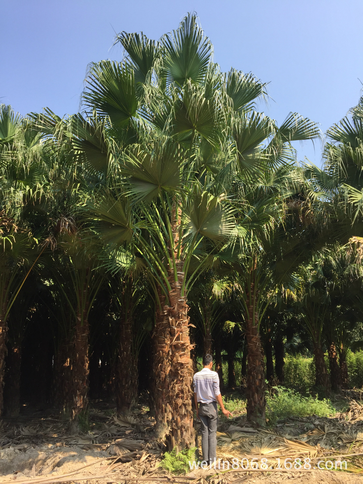 低价处理三千棵蒲葵1m-12m,,质量优越,价格心动