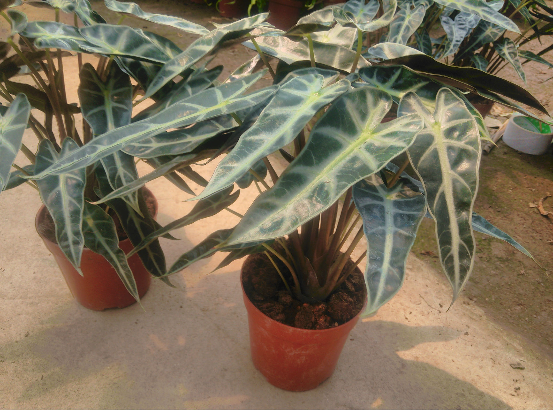 小仙女观音莲海芋120杯a级